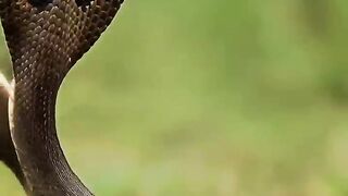 Mongoose and Cobra fight