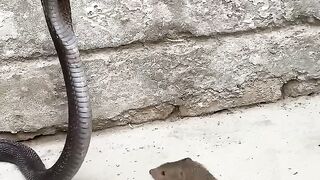 Cobra vs Mongoose