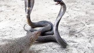 Two King Cobras  vs one mongoose