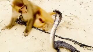 Big Cobra snake and Monkey