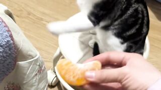 Amazing cats 28