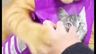Amazing cats 29