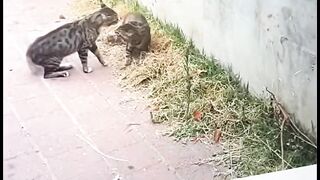 Amazing cats 30