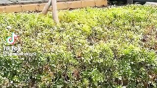 Amazing Snake Dance