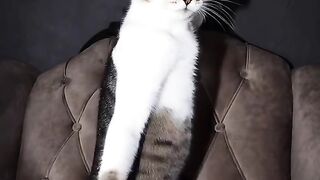 funny cats 53