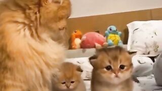The Tiny Fluff Ball Has Big Opinions