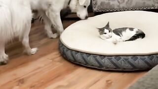 Cat and dog funny video 4