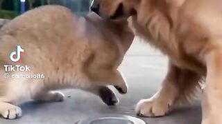 #cat#dog#funny video