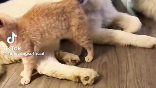 #cat#dog#funny video 2
