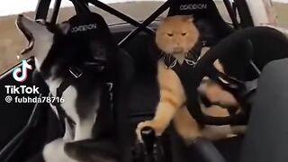 #cat#dog#funny video 3