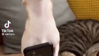 #cat#dog#funny video 4