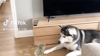 #dog#cat#funny video