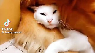 #dog#cat#funny video 2