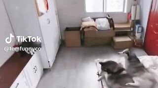 #cat#dog#funny video 5