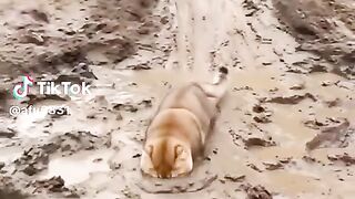 #cat#dog #funny video