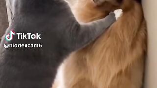 #dog#cat # funny video