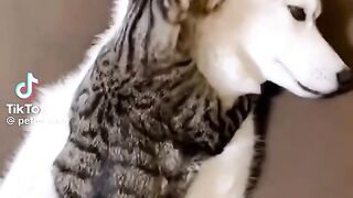 #cat#dog #funny video 3