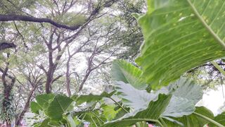 Beneath the Canopy: A Serene Glimpse of Towering Elephant Ears and Lush Trees