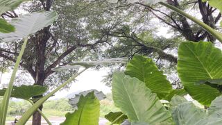 Looking Up Through Giant Elephant Ear Leaves | Relaxing Lush Nature Aesthetic ????