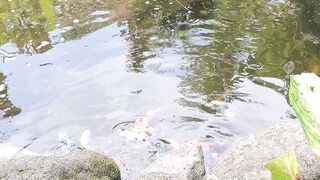 Relaxing Koi Fish Pond with Gentle Waterfall | Serene Backyard Garden Oasis ????