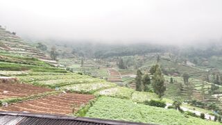 Peaceful Morning in Dieng Wonosobo | Fresh Sunrise Vibes over Mountain Terraced Fields ????