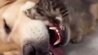 Friends. Dog and cat.