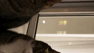 couple cat 2