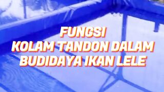 Jika air kolam tandon lama tidak digunakan apa perlu difermentasi lagi❓