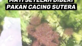 Penyebab larva lele mati setelah diberi pakan cacing sutera