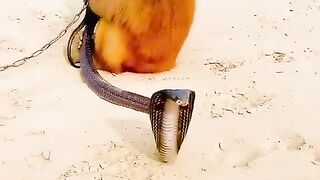 Monkey vs Black king Cobra