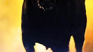 Lamborghini | Temerario