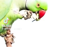 Music 444