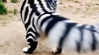 beautiful cat 10