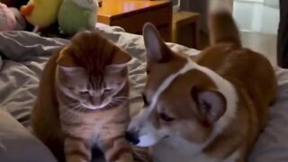 When the cat gives orders… even the dog listens. ????????????