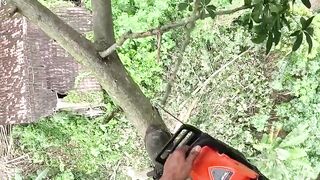 Climb higher, cut smaller and small problem and small risk. #treework #chainsaw #cuttingskills