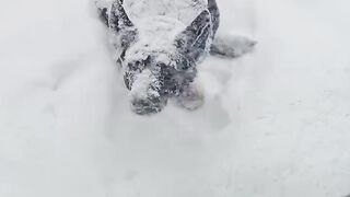 Even a blizzard can’t stop fetch. ❄️????????