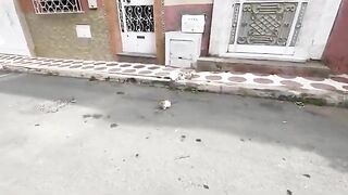 The stray cat, Mama, and her cute little kittens were very hungry.