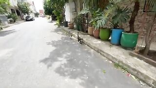 Mama the cat is very nice, and her friendly little kitten wants to play with me.