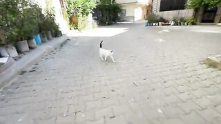 Mama's lovely cat has three very friendly little kittens whom she takes good care of.