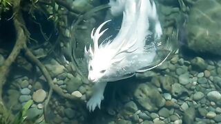 Pearly fluviocatus