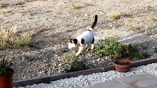 Blind Cat Chilli Pepper  has a secret mission