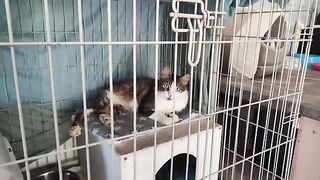 Stray Cat Gracie progressing very well