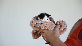 Tony Kitten