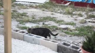 The Cats favourite time. The 30 minutes between day and night.
