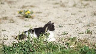 Kitten Soup