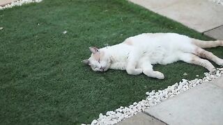 Catnip Hall Progress Update Saturday