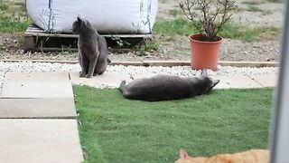 The Cats Relaxing in the morning when.....