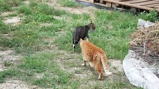 Chico Escorts Stray Cat Arnold Out Of His Airspace. Arnold Makes Defiant Gesture