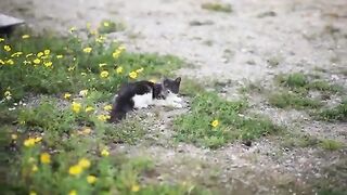 Crazy Cats being Crazy Cats