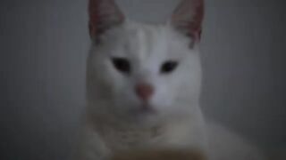Thea and Dom Perignon have arrived at their forever homes.